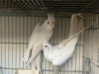 Albino Sultan Papağanı Takım
