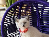 Safkan british shorthair yavrular