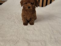 TOYPOODLE YAVRULARIMIZ 