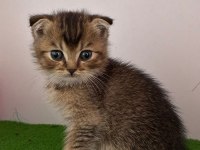 Scottish Fold Golden NY11