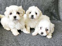0 numara maltese terrier bebekler