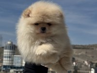 Çok özel tea cup pomeranian yavrular ziyarete açık