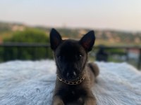 Gelen alır Belçika kurdu