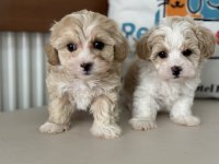 Show kalite tea cup kore maltipoo yavrular
