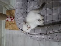 Mavi gözlü safkan dişi british shorthair yavrum