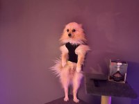 German spitz pomeranian