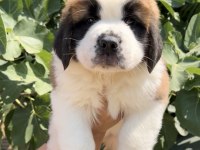 Muhteşem Görsele Sahip St Bernard Yavrular
