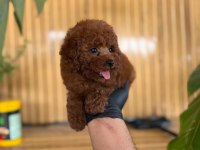 Toy Poodle Bebekler Referans Yavru