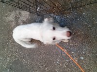 Maremma çoban köpeği