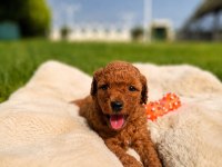 Sevimli Toy Poodle Yavrular 
