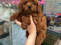 DÜNYA TATLISI POODLE YAVRULARI