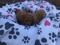 Oyuncu toy poodle yavrular