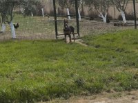 2 yaşında dişi ve erkek doberman