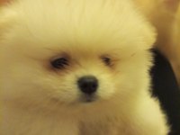 Safkan anne ve baba şecereli pomeranian dişi yavrular