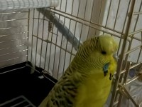 3 aylık dişi teksas jumbo muhabbet kuşu