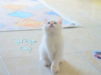 3 aylık BY33 british shorthair dişi