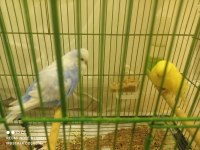 Çekoslovak ve Jumbo (çift) muhabbet kuşu