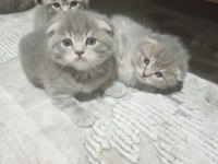 Scottish fold bebeklerim yeni yuvalarına gitmeye hazır