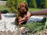 TOY POODLE YAVRULARI