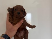 Kore Poodle Erkek Yavru