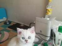 British shorthair yakışıklımız yeni yuvasını arıyor