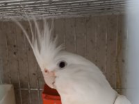 Sultan papağanı sağlıklı