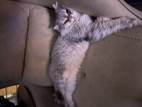 KEDİMİZ PASCAL İÇİN ÖMÜRLÜK YUVA ARIYORUZ