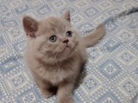 Özel renk Lilac British Shorthair
