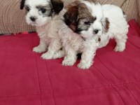Shih tzu yavrularımız sağlık ve ırk garantili teslim