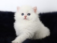 British longhair tostikim