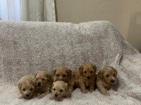 Maltipoo yavrularımız