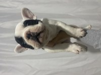 PANDA SURAT FRANSIZ BULLDOG
