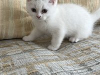 Safkan british shorthair bebişler