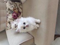 3 adet British Longhair Silver Shaded erkek yavru