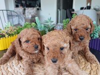 Birbirinden Güzel Toy Poodle Bebeklerimiz