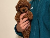 DARK RED KORE TOY POODLE