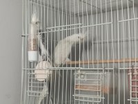 Yaşında dişi kırmızı göz albino silver sultan papağanı