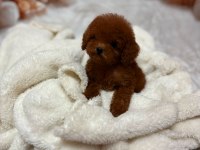 KORE POODLE YAVRULAR