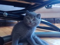 Son İki Yavru British Shorthair