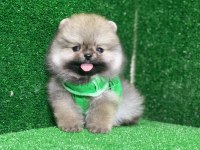 Yakışıklı Pomeranian Oğlumuz Bobo