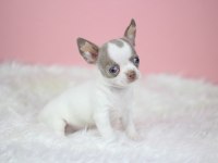 Egzotic Lilac White Chihuahua