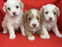 Wc Eğitimli Aşılı Maltipoo Bebekler