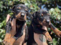 King Doberman Yavruları