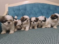 A kalite shih tzu
