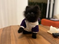 TÜRKİYEDE ESI BENZERI OLMAYAN MİNYATÜR POMERANİAN!