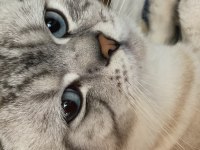 Scottish fold blue point sahiplendirilecektir