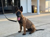 Secereli Eğitimli Belçika Malinois Yavruları