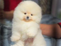 Minyatür teacup boy orjinal ayıcık yüz pomeranian yavrular