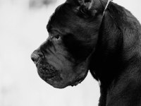Fci/kif A şecere belgeli, ırk ve sağlık garantili cane corso