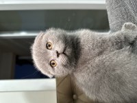 Safkan Scottish Fold 2,5 Aylık